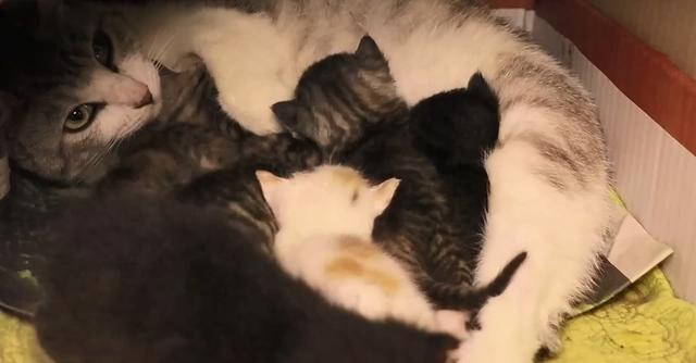 拯救暴雨中的流浪猫一家，送上美味猫粮，猫：这个人类真善良