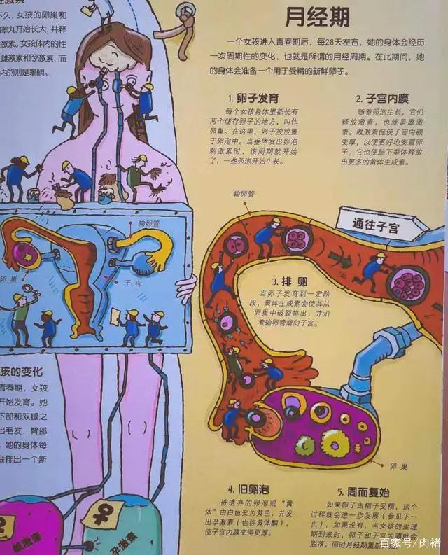 《不可不知的人体》|32个人体知识，了解真正的自己