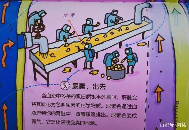 《不可不知的人体》|32个人体知识，了解真正的自己