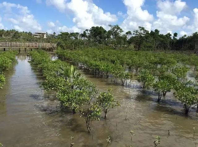 在海南红树林湿地公园第一次看到了神奇的胎生植物，真的太有趣了