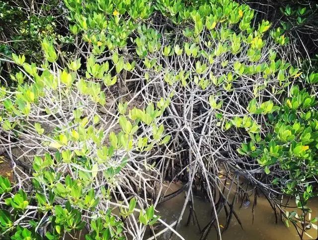 在海南红树林湿地公园第一次看到了神奇的胎生植物，真的太有趣了