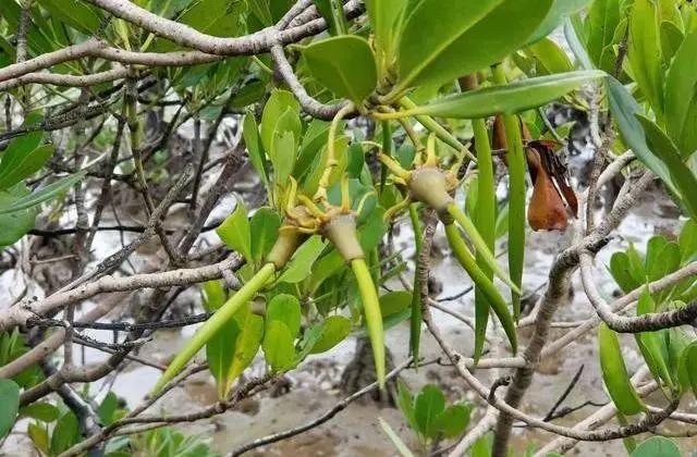 在海南红树林湿地公园第一次看到了神奇的胎生植物，真的太有趣了