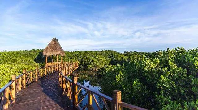 在海南红树林湿地公园第一次看到了神奇的胎生植物，真的太有趣了