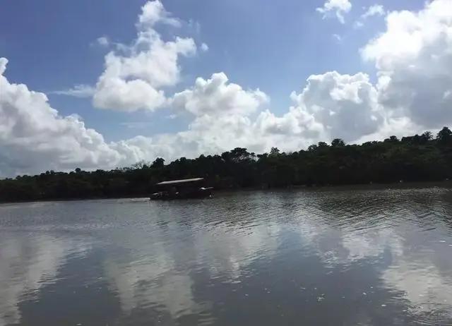 在海南红树林湿地公园第一次看到了神奇的胎生植物，真的太有趣了