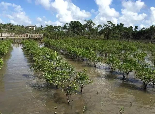 在海南红树林湿地公园第一次看到了神奇的胎生植物，真的太有趣了