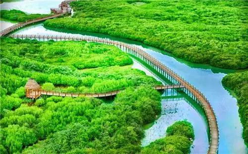 在海南红树林湿地公园第一次看到了神奇的胎生植物，真的太有趣了