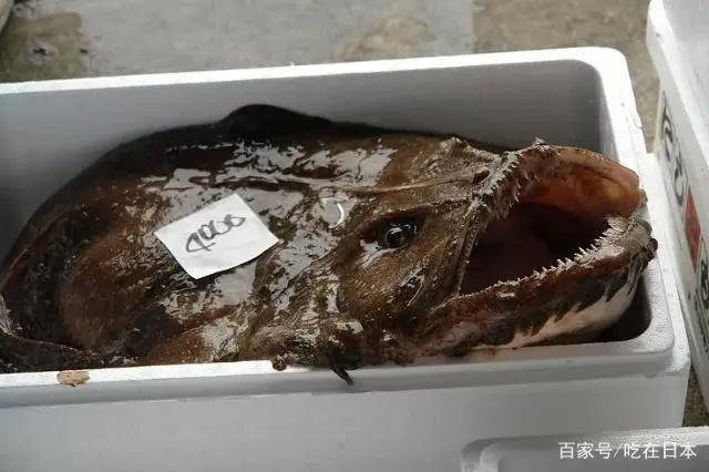 少女与战车圣地——大洗町的大新闻你知道是什么吗？