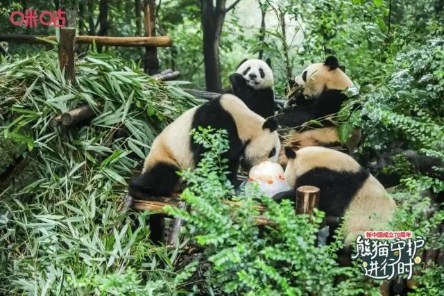 百万粉丝为大熊猫“成实”庆生背后咪咕让文化传播更浸入人心