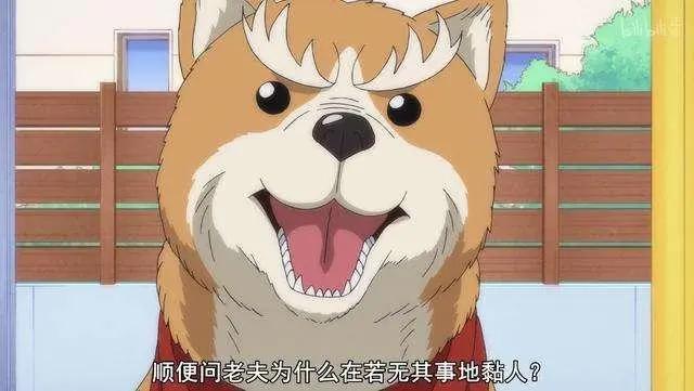 2020番真会玩！小狗哟，有名战国武将犬全员集合！