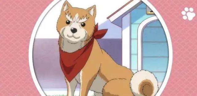 2020番真会玩！小狗哟，有名战国武将犬全员集合！