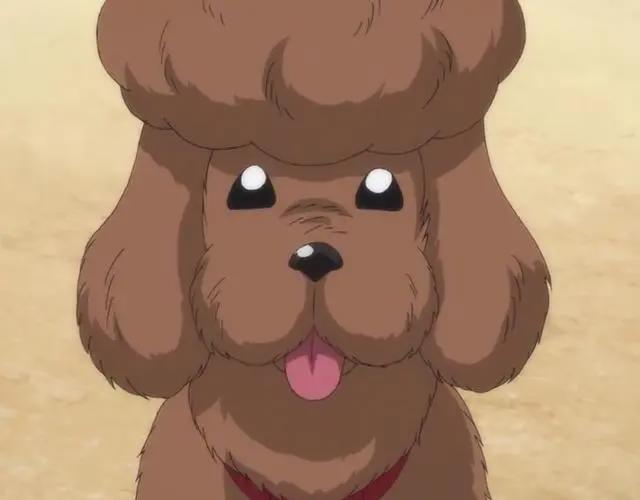 2020番真会玩！小狗哟，有名战国武将犬全员集合！