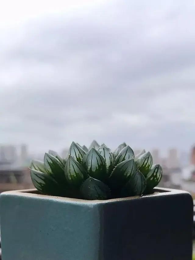 与多肉同行，愿一切安好！