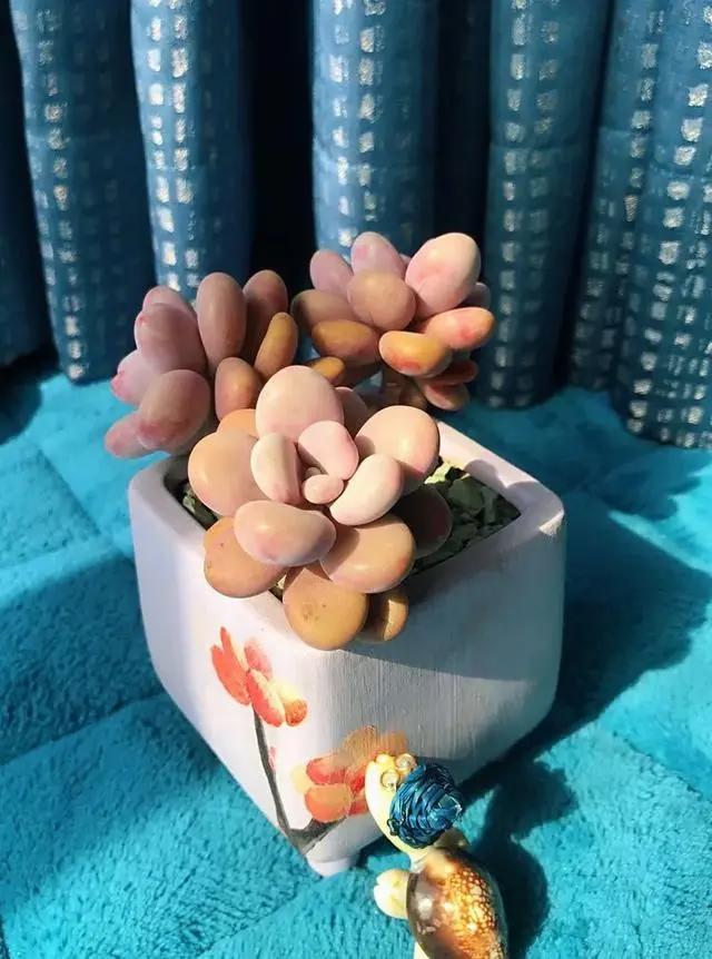 与多肉同行，愿一切安好！