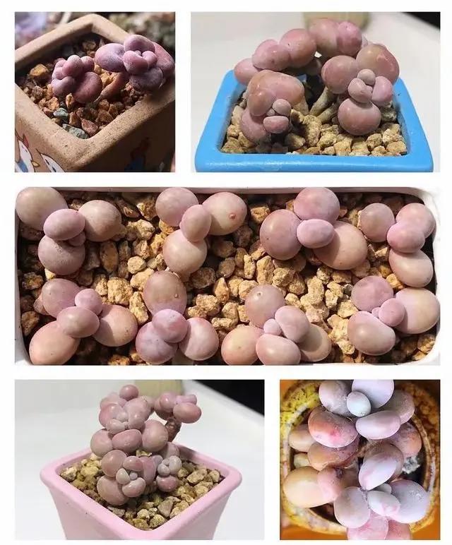 与多肉同行，愿一切安好！