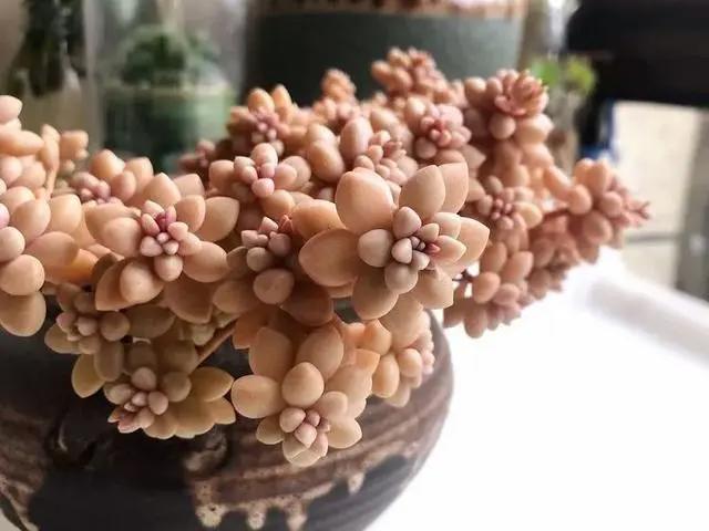 与多肉同行，愿一切安好！