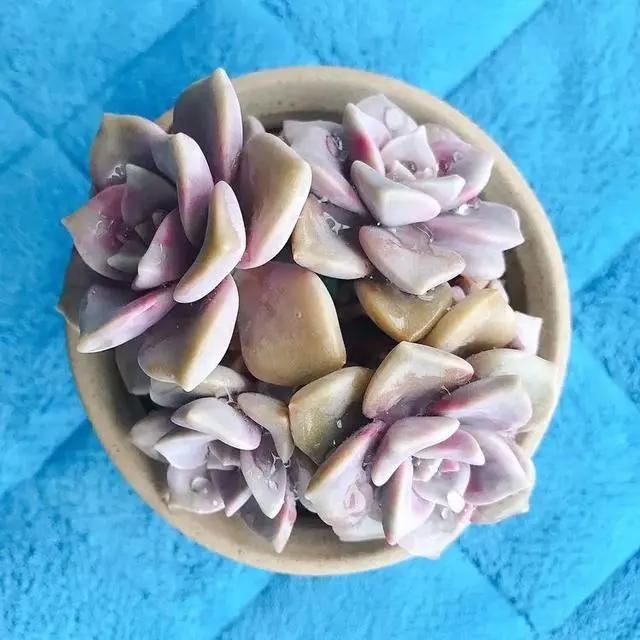 与多肉同行，愿一切安好！