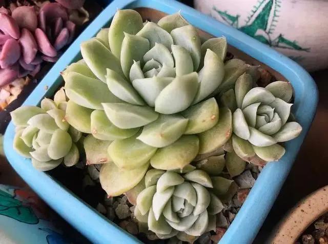 与多肉同行，愿一切安好！