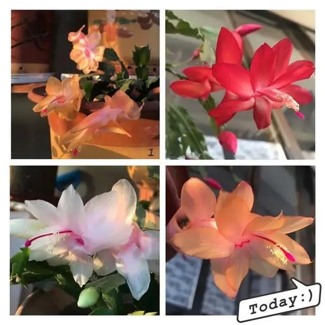 与多肉同行，愿一切安好！