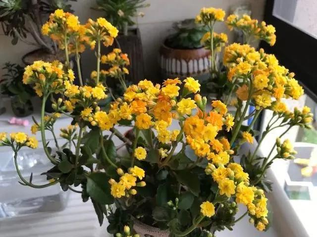 与多肉同行，愿一切安好！