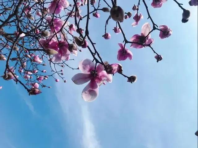 与多肉同行，愿一切安好！