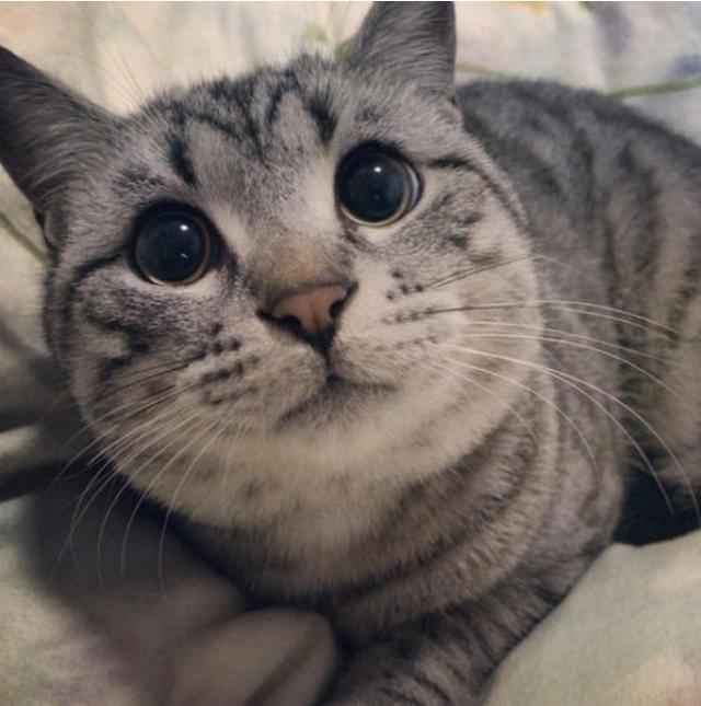 你家猫咪看你的时候眼睛变圆了吗？看到喜欢的人瞳孔会放大是真的