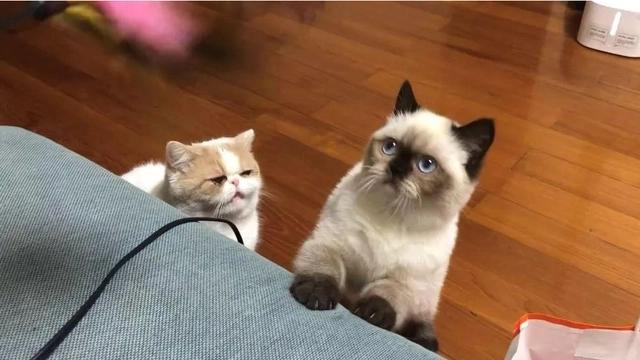 你家猫咪看你的时候眼睛变圆了吗？看到喜欢的人瞳孔会放大是真的