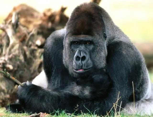 美食的俘虏食材捕获榜，前十猎物强的离谱，每只都需上万军队捕捉