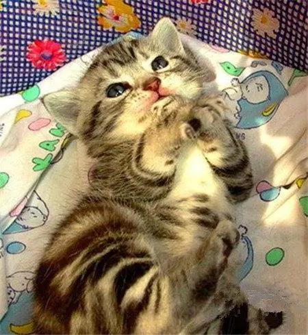 万物皆可“娘”，细数动漫里的娘化生物