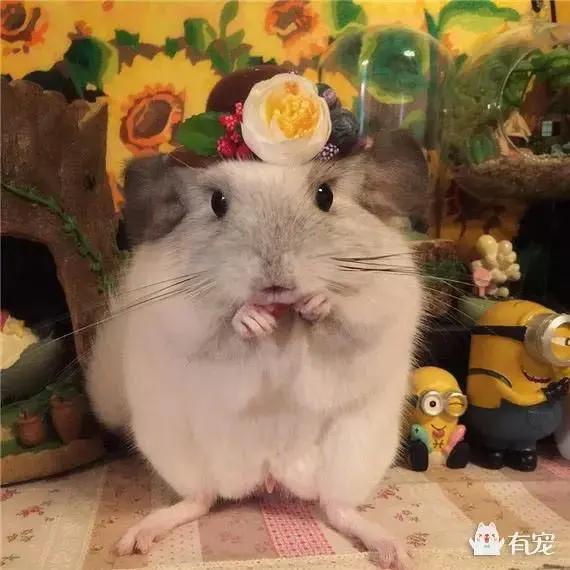 《萤火虫之墓》可不是宫崎骏，他的动漫里酷爱画法令纹和红脸蛋