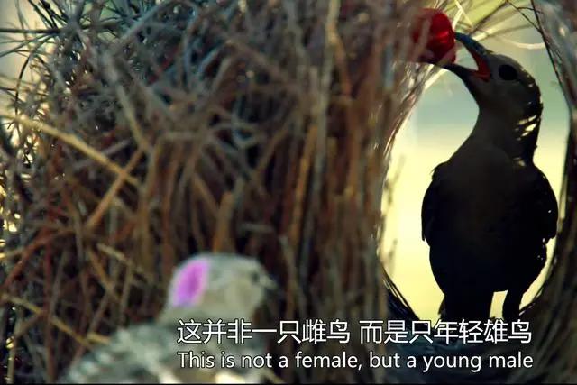 “伪装身份和性别”可不是动漫的专属，动物界比比皆是，不信你看