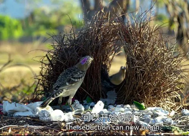“伪装身份和性别”可不是动漫的专属，动物界比比皆是，不信你看