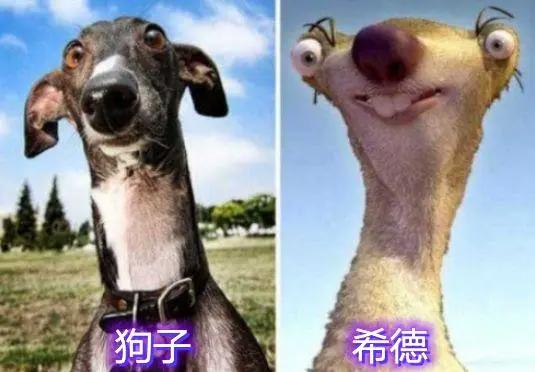 天哪！这是二次元入侵现实世界吗，希德的形象居然是一只“狗子”