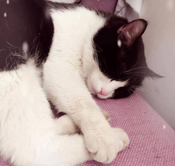 你可知道黑猫警长哆啦A梦等动漫喵星人的真实身份?