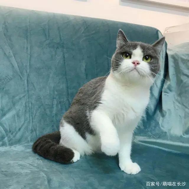 动漫中10大名猫，都是什么品种？