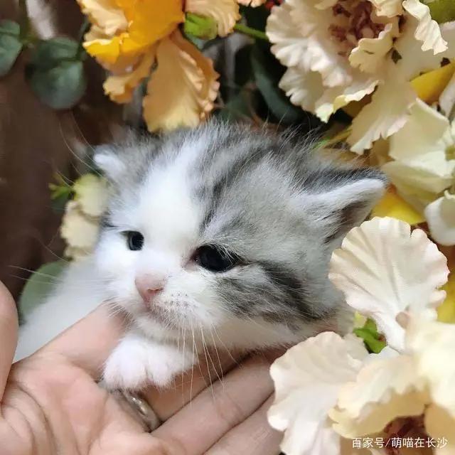 动漫中10大名猫，都是什么品种？