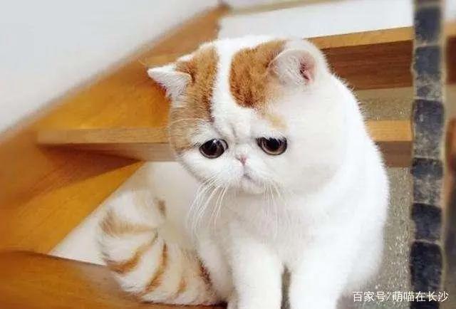 动漫中10大名猫，都是什么品种？