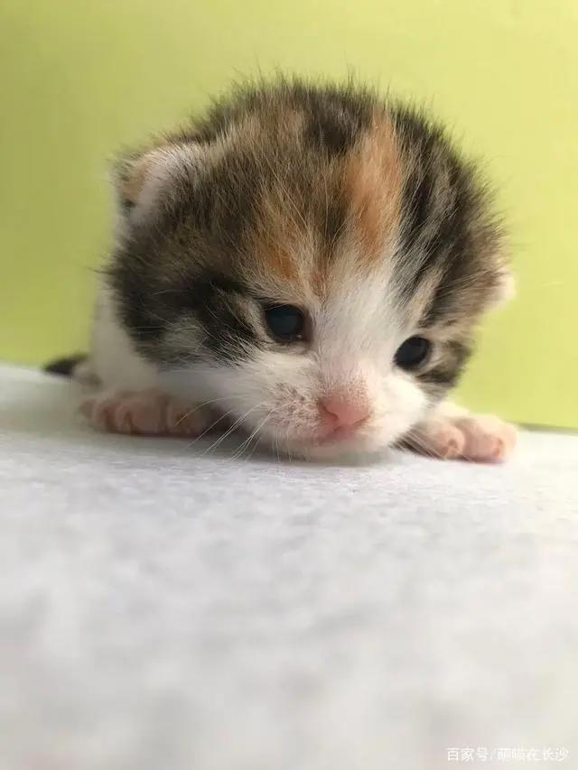 动漫中10大名猫，都是什么品种？