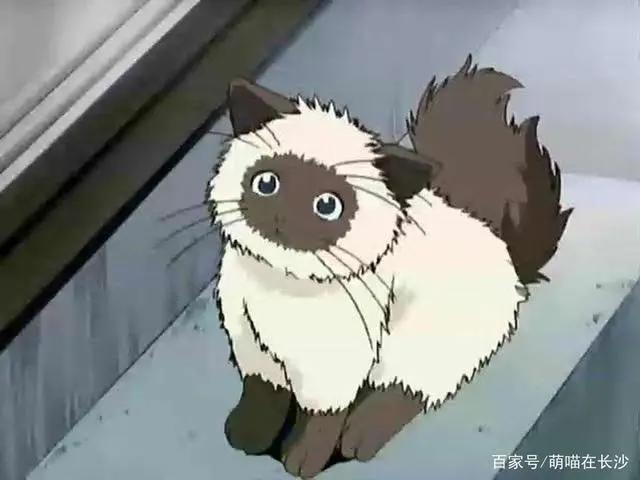 动漫中10大名猫，都是什么品种？