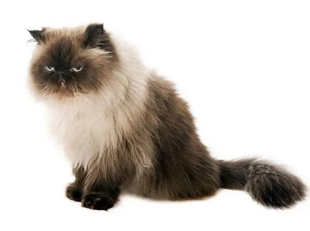 动漫中10大名猫，都是什么品种？