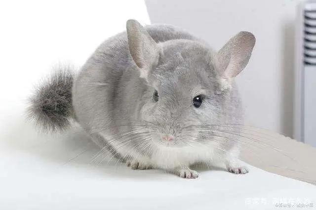 动漫中10大名猫，都是什么品种？