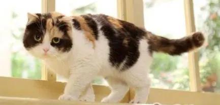 那些经典动画里面的猫咪，原型长啥样？黑猫警长居然不是黑猫！