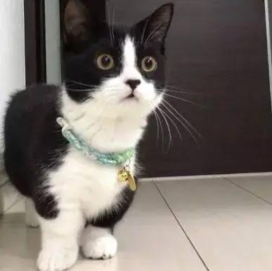 那些经典动画里面的猫咪，原型长啥样？黑猫警长居然不是黑猫！