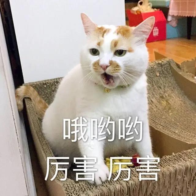 盘点动漫里的猫咪原型，“黑猫警长”并不是黑猫！