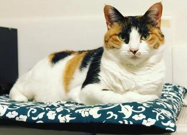 盘点动漫里的猫咪原型，“黑猫警长”并不是黑猫！