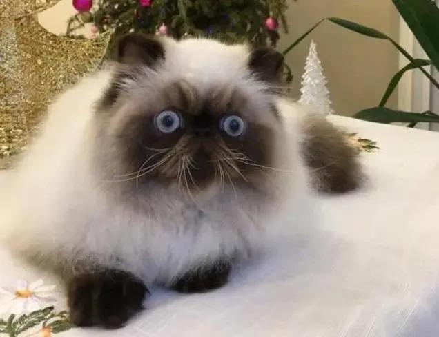 盘点动漫里的猫咪原型，“黑猫警长”并不是黑猫！