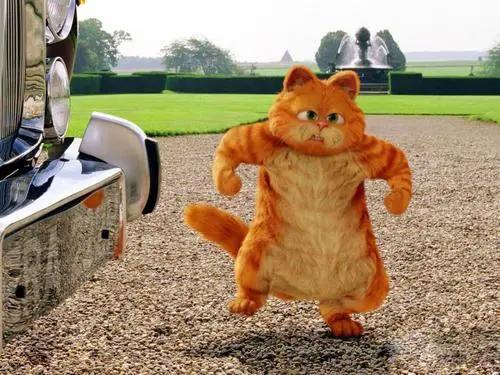 盘点动漫里的猫咪原型，“黑猫警长”并不是黑猫！