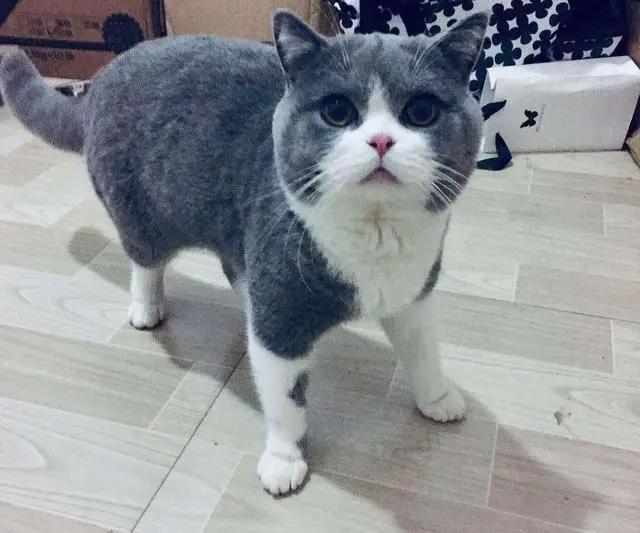 盘点动漫里的猫咪原型，“黑猫警长”并不是黑猫！