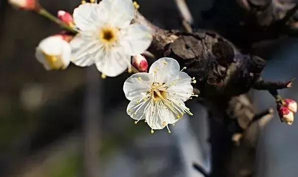 【出游】马上要春节啦！这些特惠和免费的活动你必须知道！