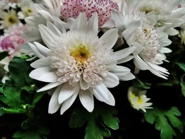 大理和香格里拉的梦幻之旅，这里大概是我见过的最美天空！