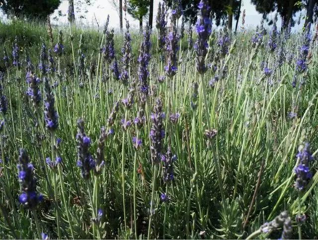 大理和香格里拉的梦幻之旅，这里大概是我见过的最美天空！